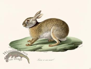 Cuvier 264 Black Necklaces